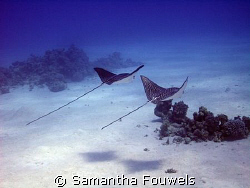 Couple of Eagle rays by Samantha Fouwels 